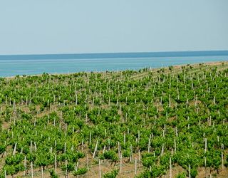 Найчастіше дефіцит заліза у винограду спостерігається на ґрунтах із високим рН